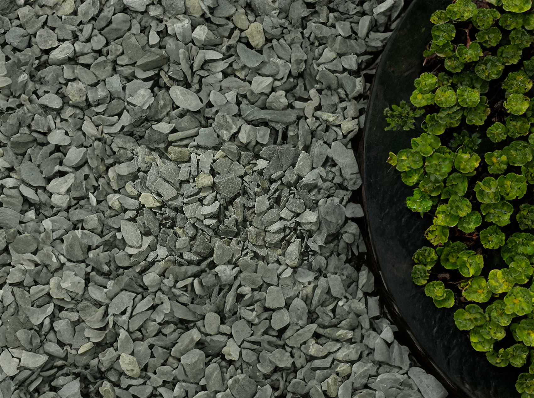 A garden scene featuring a circular black planter filled with small, bright green plants on the right. The surrounding area is covered with durable metamorphic rocks and **20mm Green Slate Chippings by Brisks**, creating a contrasting texture with the vibrant greenery.