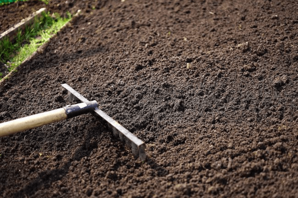 A Brisks metal rake with a wooden handle is being used to level dark, freshly tilled High Grade Multi-Purpose Garden Topsoil in a garden bed. The soil appears finely broken and well-prepared for planting, with a hint of green plants visible in the background, signaling promising plant growth and successful gardening efforts.