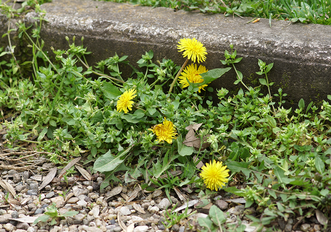 Weed Prevention in Flower Beds
