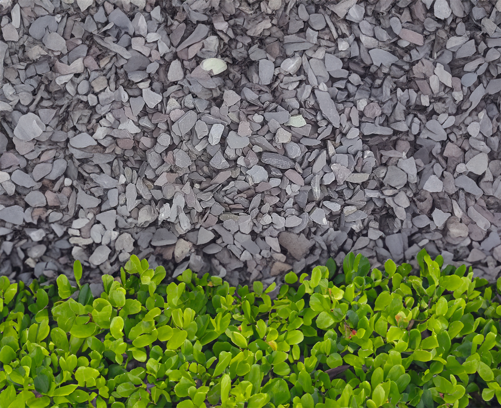 A decorative garden border with Brisks 20mm Mixed Blue & Plum Slate Chippings on the top half and vibrant, green foliage covering the bottom half. The contrast between the Brisks 20mm Mixed Blue & Plum Slate Chippings and plants creates a pleasing, textured landscaping design.