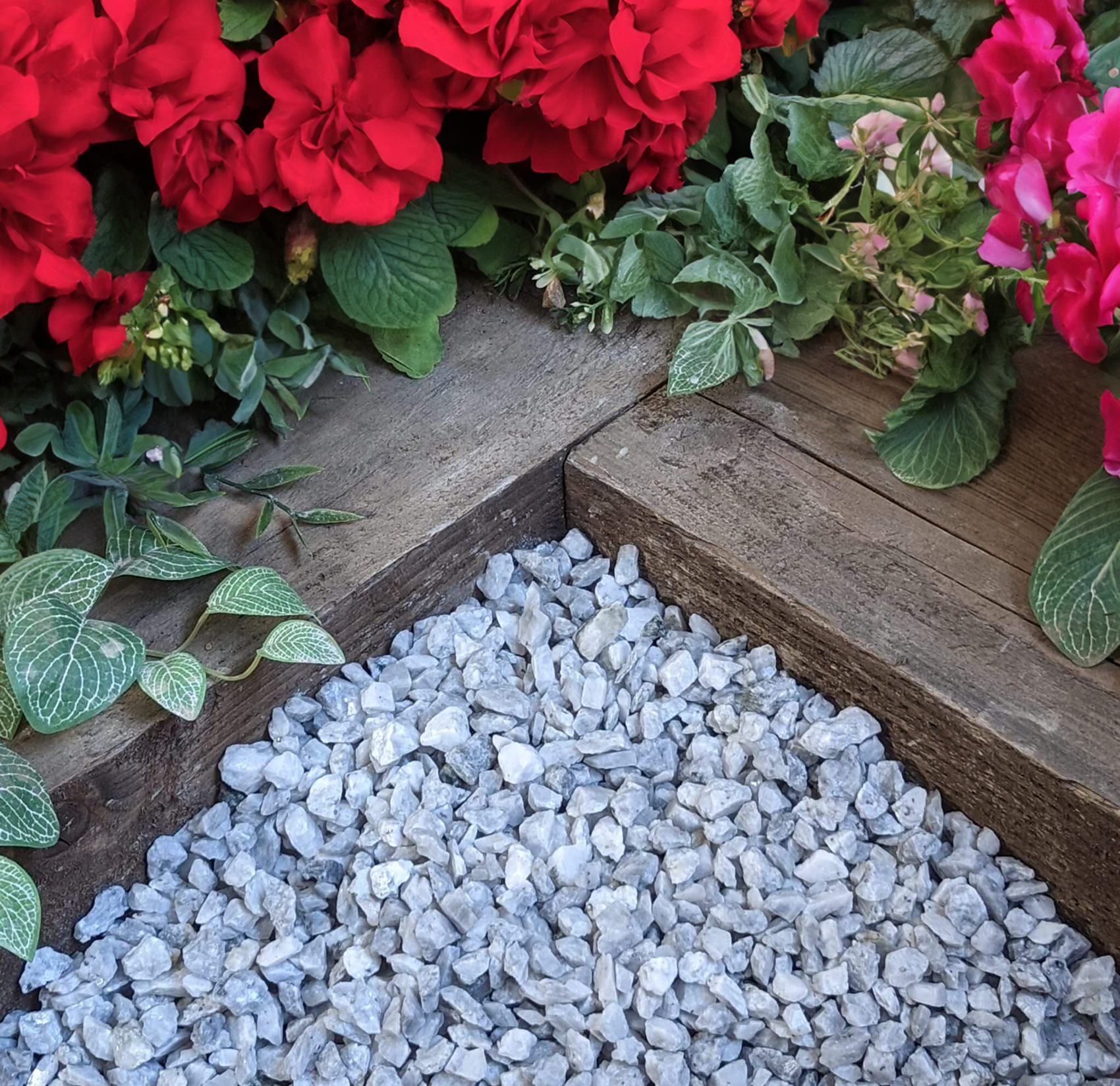 Vibrant red flowers and lush green leaves border a corner of wooden planks filled with 20mm Polar Blue Marble Chippings by Brisks, adding an elegant touch to the garden landscaping.