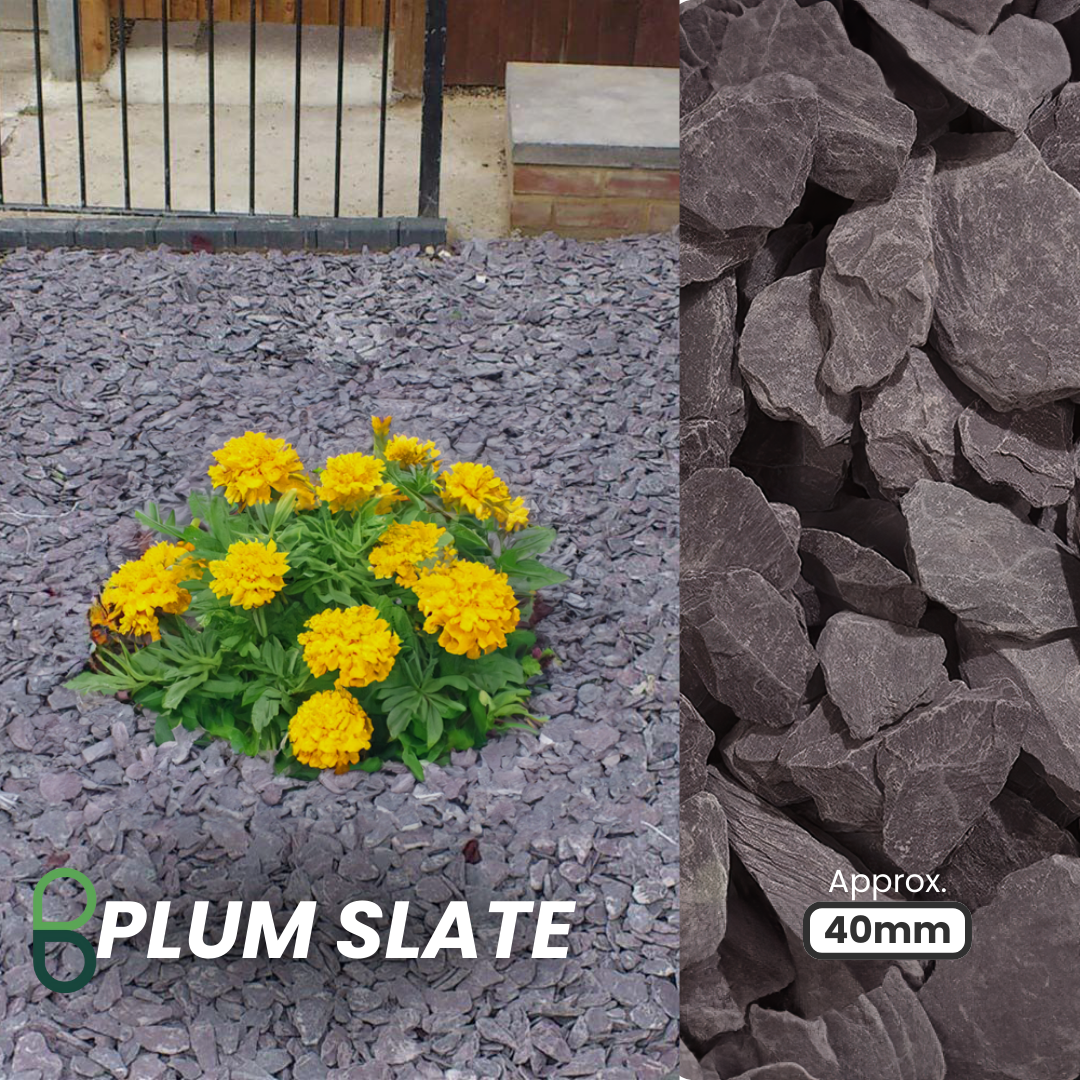 A close-up of Brisks 40mm Plum Slate Chippings reveals a bush of bright yellow flowers on the left and detailed purple slate pieces on the right, showcasing their elegance and ability to enhance any garden setting.