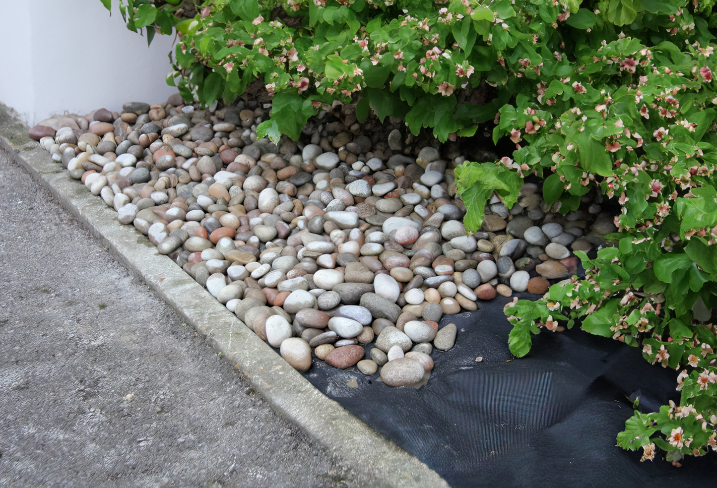 A garden bed with pebbles in shades of gray and brown is bordered by a concrete edge, featuring a green shrub with pink flowers. Beneath the pebbles, the Growtivation LANDTEX Landscaping Weed Membrane 1x15 provides eco-friendly weed control for a pristine, sustainable landscape aesthetic.