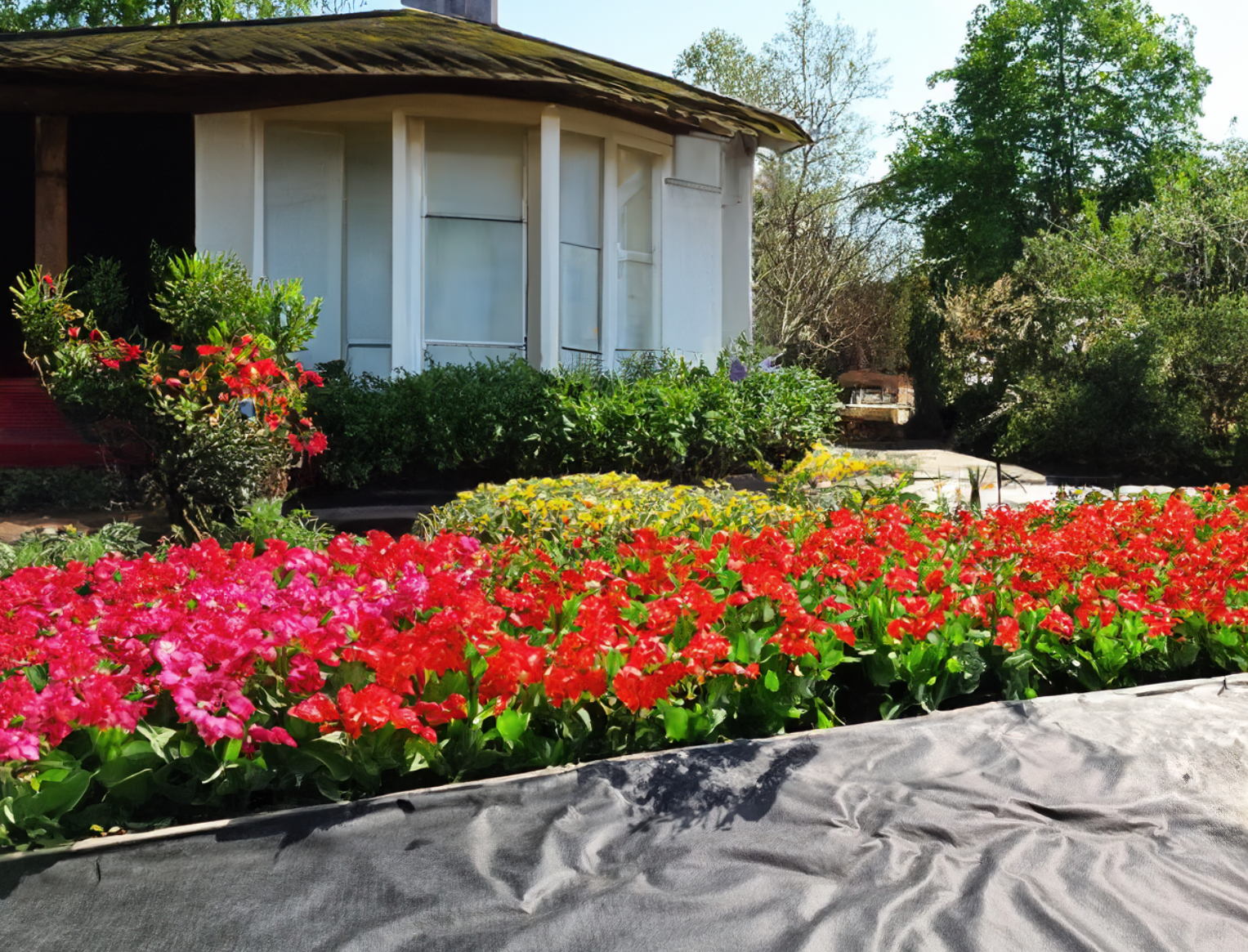 A garden with vibrant red and pink flowers, and yellow blossoms in full bloom, is bordered by Growtivation's LANDTEX Landscaping Weed Membrane 1x15. In the background stands a white building with large windows, amid lush greenery and trees—perfect for landscape projects.