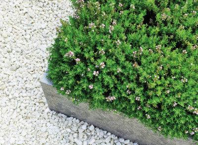 a planter filled with lots of green plants