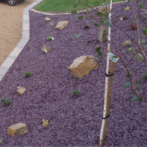 A landscaped garden with Brisks 20mm Plum Slate Chippings covering most of the ground showcases a lilac hue. Several large rocks and a few small plants are spaced throughout. A young tree is staked on the right side near the edge of a grassy area and a gravel path.