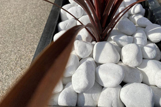 a potted plant sitting on top of a pile of white rocks