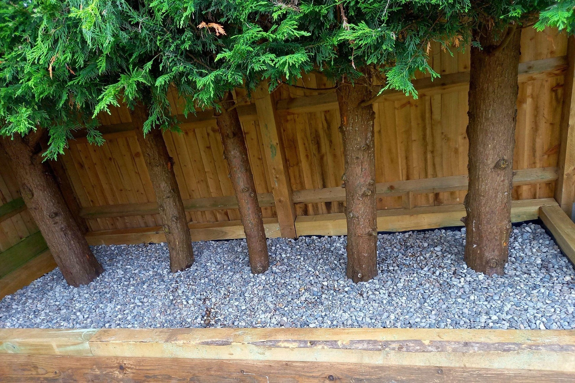 a row of trees in a wooden fenced area
