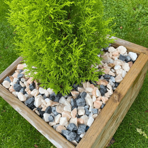 A small evergreen tree is planted in a square wooden planter. The base of the tree is adorned with a layer of assorted white, black, and peach-colored decorative stones, including 20mm Polar Pink Marble Chippings from Brisks. The planter sits gracefully on a grassy lawn, enhancing the garden landscaping.