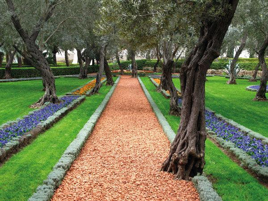 a pathway in a park lined with trees and flowers